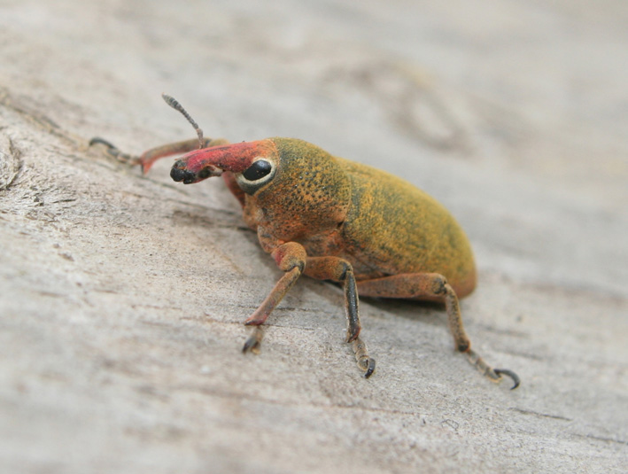 Lixomorphus algirus (Coleoptera, Curculionidae)